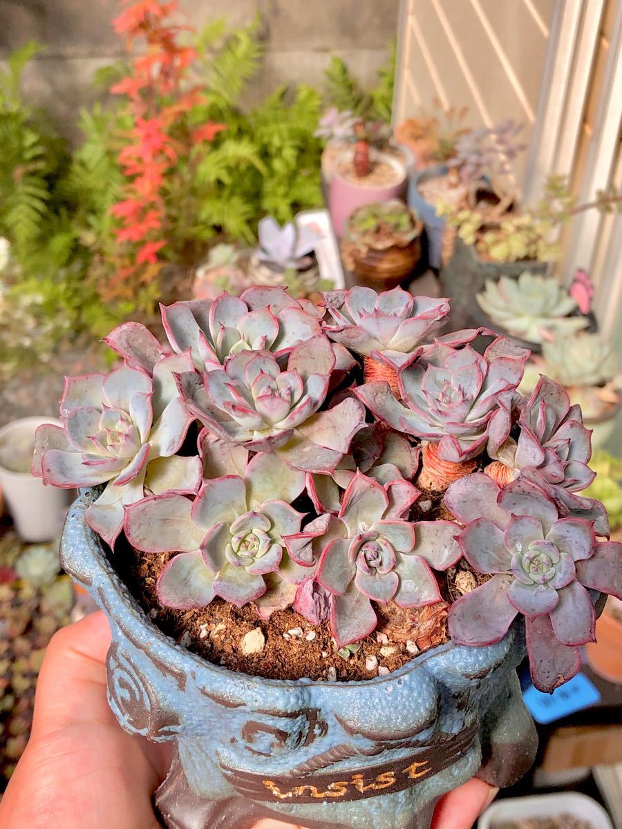 Paypayフリマ ラウレンシス 紅葉美苗 多肉植物 韓国苗 エケベリア 説明必読 Paypayフリマ ラウレンシス 紅葉美苗 多肉植物 韓国苗 エケベリア 説明必読