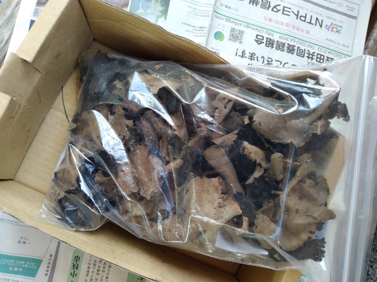 幻のキノコがこちらです 信州幻キノコ 岩茸 イワタケ|Yahoo 幻のキノコがこちらです 信州幻キノコ 岩茸 イワタケ|Yahoo