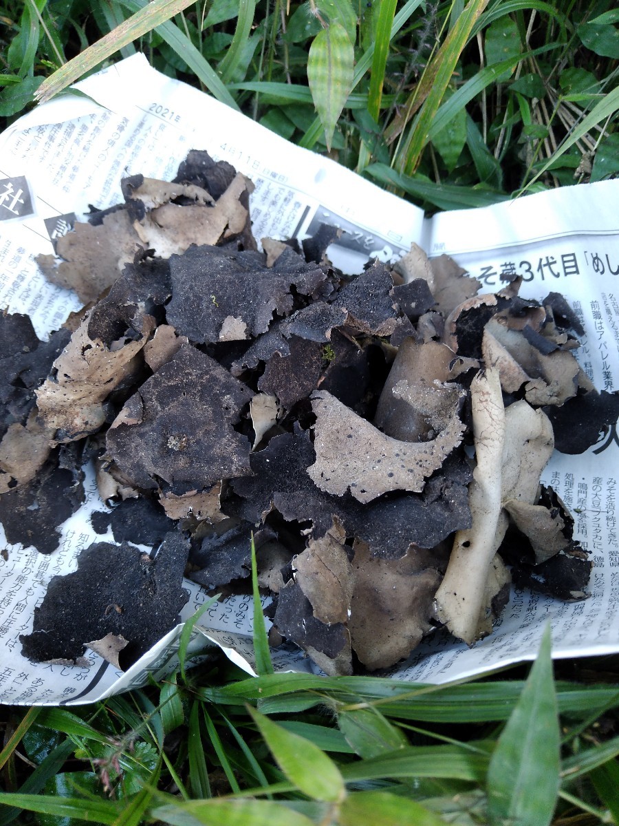 幻のキノコがこちらです 信州幻キノコ 岩茸 イワタケ|Yahoo 幻のキノコがこちらです 信州幻キノコ 岩茸 イワタケ|Yahoo