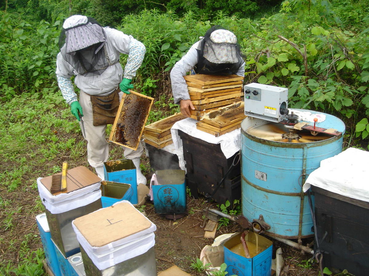 2021年５月の新蜜が採取できました。ミカン花から採取した「熊本産 純粋！河内みかんハチミツ」加熱処理無し無添加１ｋｇ無添加,ろ過のみ_遠心分離機に入れています。