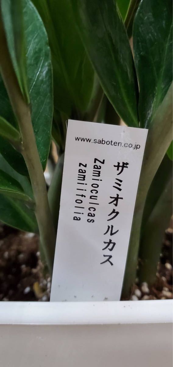 観葉植物 ザミオクルカス6寸角鉢