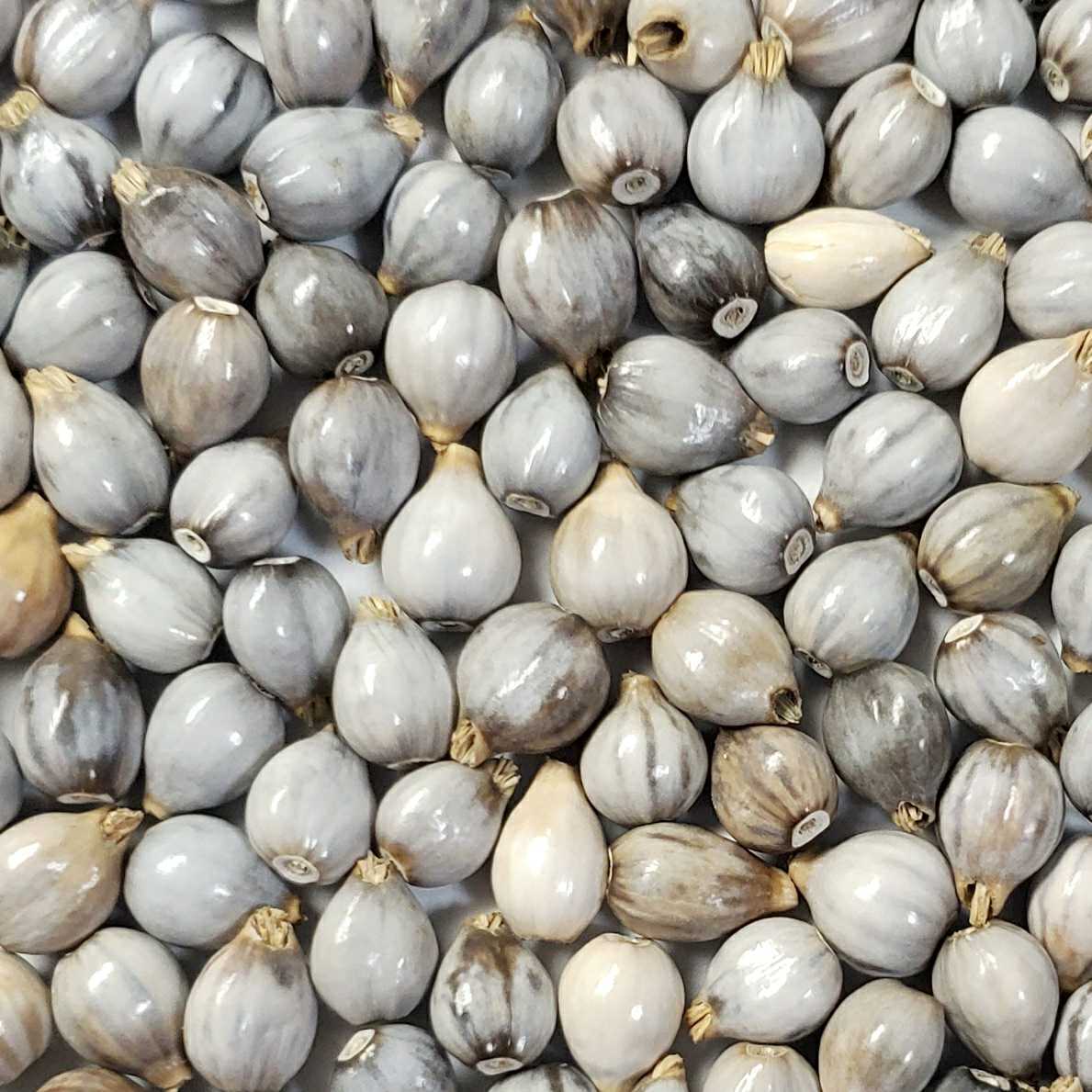 数珠玉　ジュズダマ　4kg+予備400g