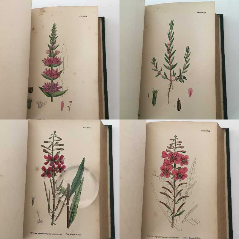 植物画 Sowerby English Botany イギリス 英国 植物図鑑 Vol 4 1865年 銅版画手彩色 カラープレート1枚 ボタニカルアート 博物画 洋書 売買されたオークション情報 Yahooの商品情報をアーカイブ公開 オークファン Aucfan Com