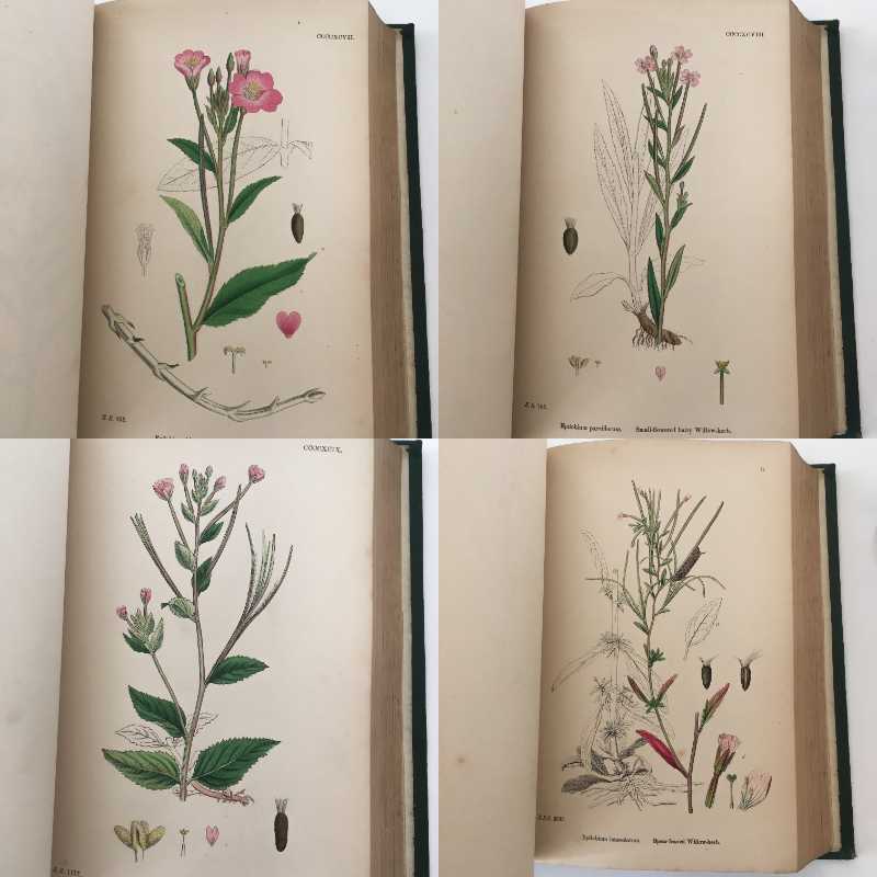 植物画 Sowerby English Botany イギリス 英国 植物図鑑 Vol 4 1865年 銅版画手彩色 カラープレート1枚 ボタニカルアート 博物画 洋書 売買されたオークション情報 Yahooの商品情報をアーカイブ公開 オークファン Aucfan Com