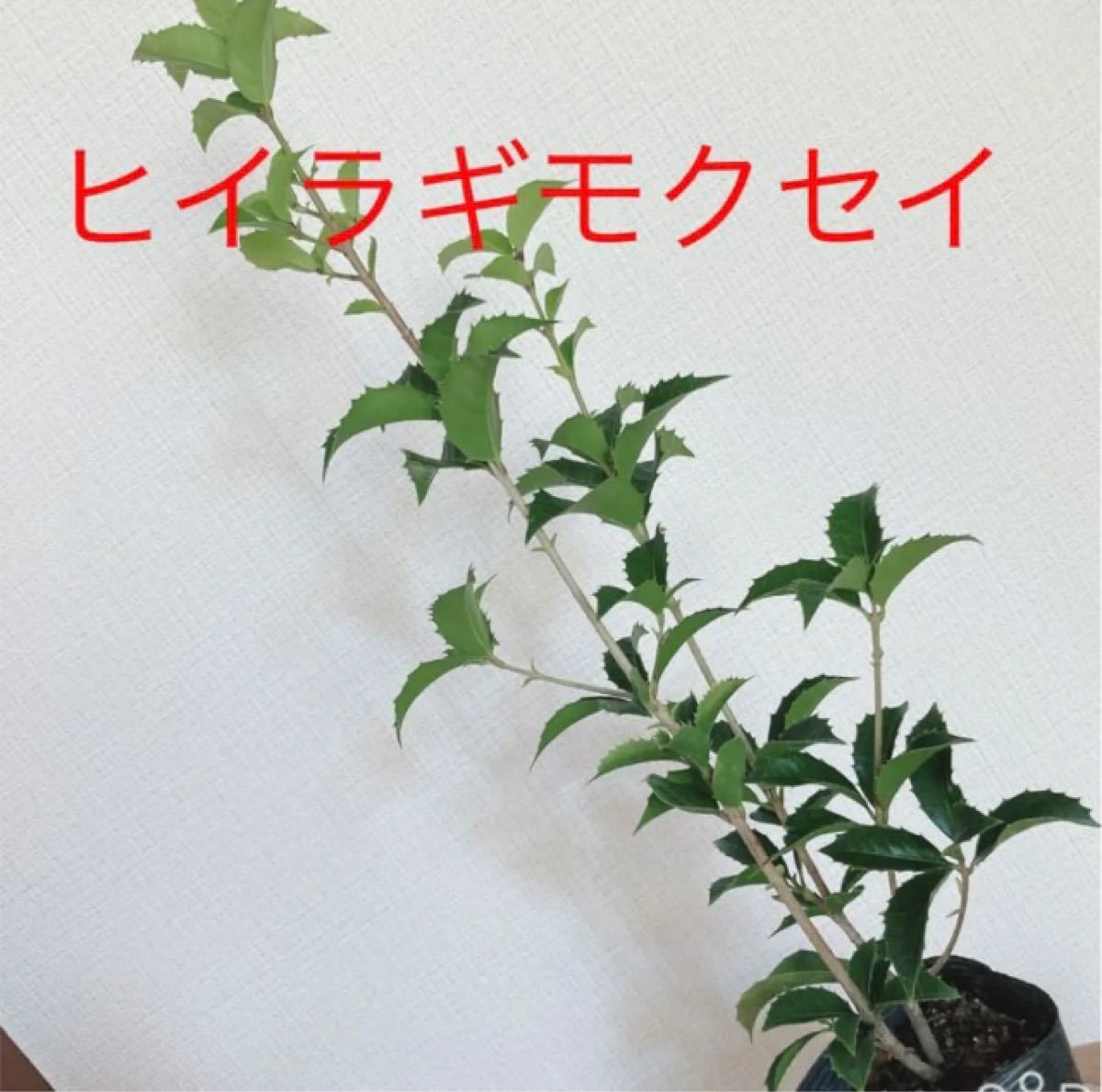 ヒイラギモクセイ　可愛い葉っぱ　苗木　鉢底〜55cmの大サイズ！耐寒◎ リース