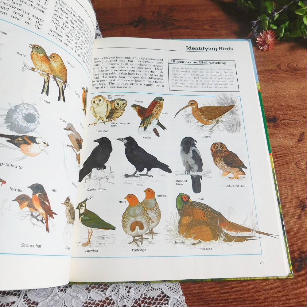 .。*゜+.*.。イギリスの自然図鑑　イラスト　野生の動物　ボタニカルアート　洋書　ヴィンテージ本　英国　イギリス　きのこ　鳥　哺乳類
