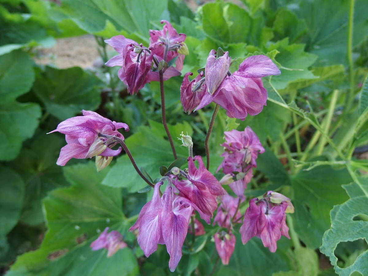 オダマキ ピンク　おだまき 15粒 耐寒性多年草 自家採取　種　花が大好き_画像4