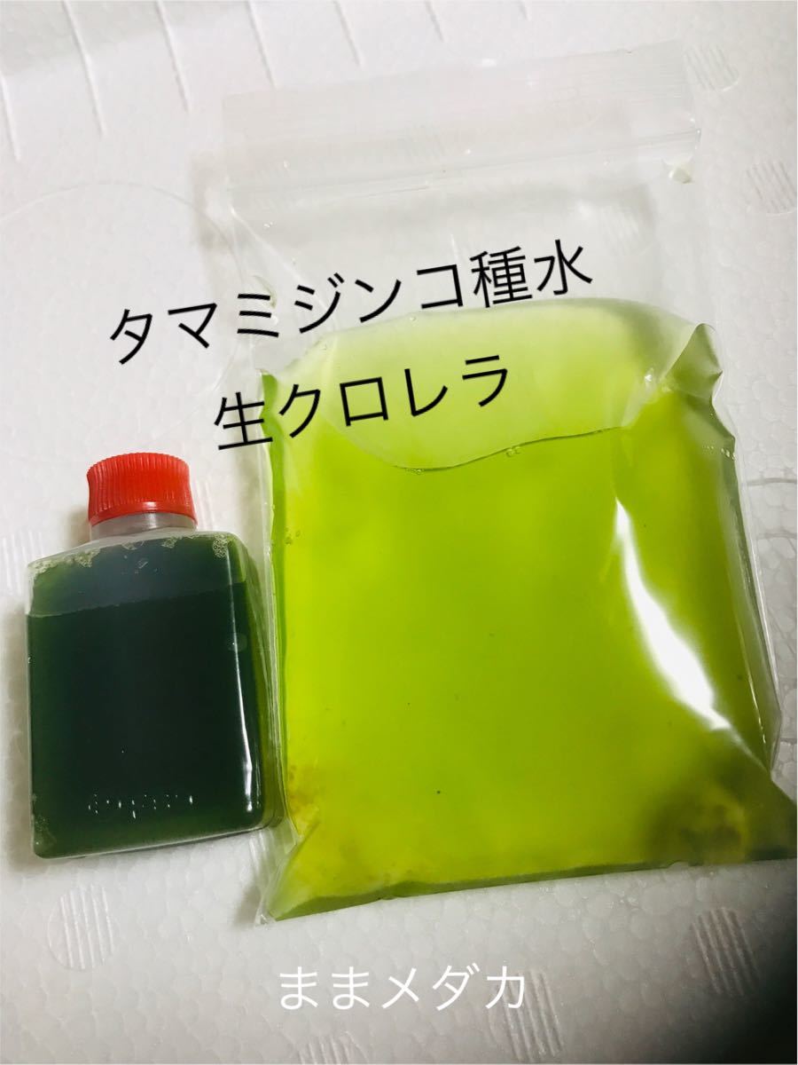 Paypayフリマ スーパー生クロレラ タマミジンコ 培養セット Paypayフリマ スーパー生クロレラ タマミジンコ 培養セット