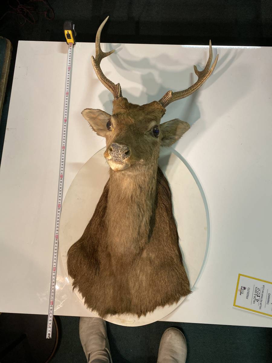 壁に掛ける鹿の頭の壁画、動物の頭、レトロ、バー、リビングルーム