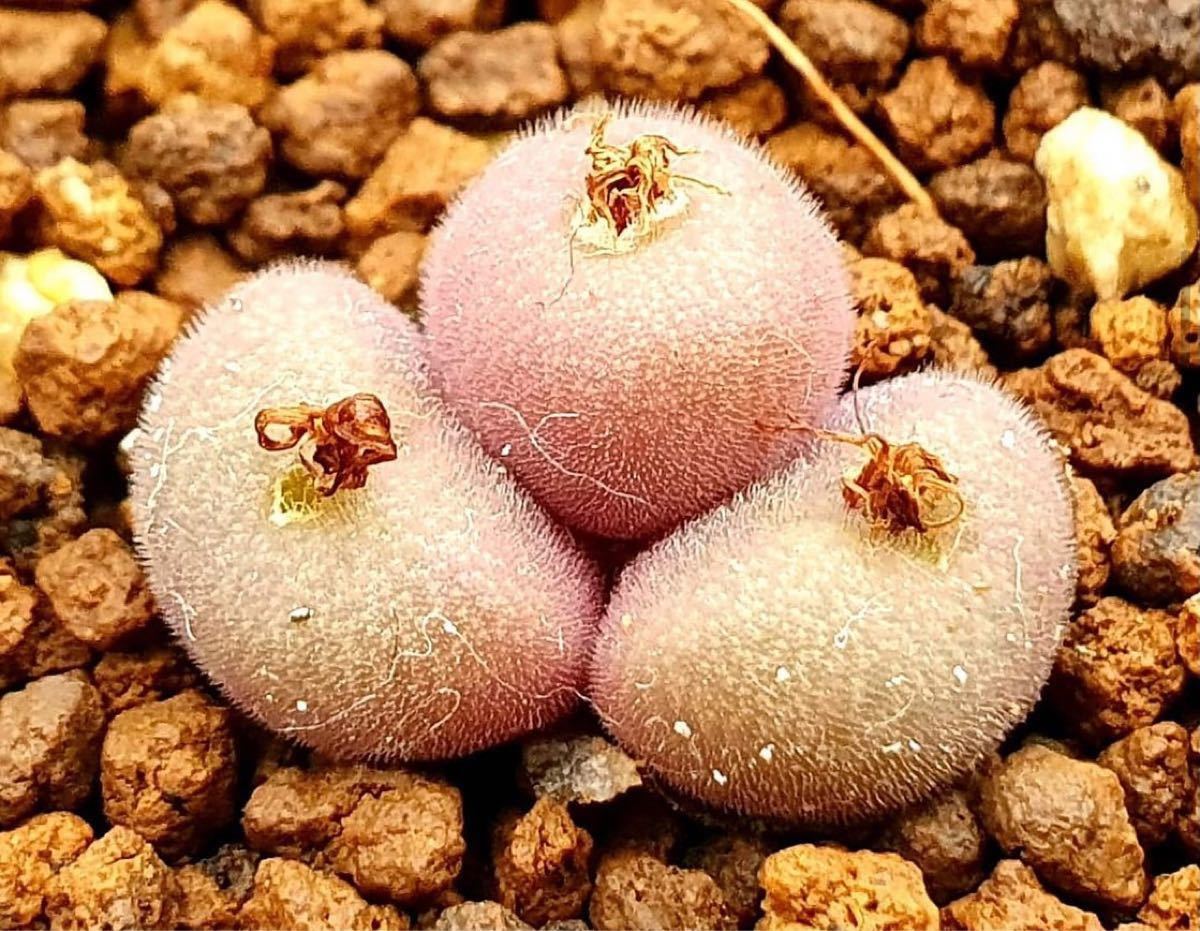 ラスト)種子11粒 conophytum mundum akadare コノフィツム 多肉 ラスト)種子11粒 conophytum mundum akadare コノフィツム 多肉