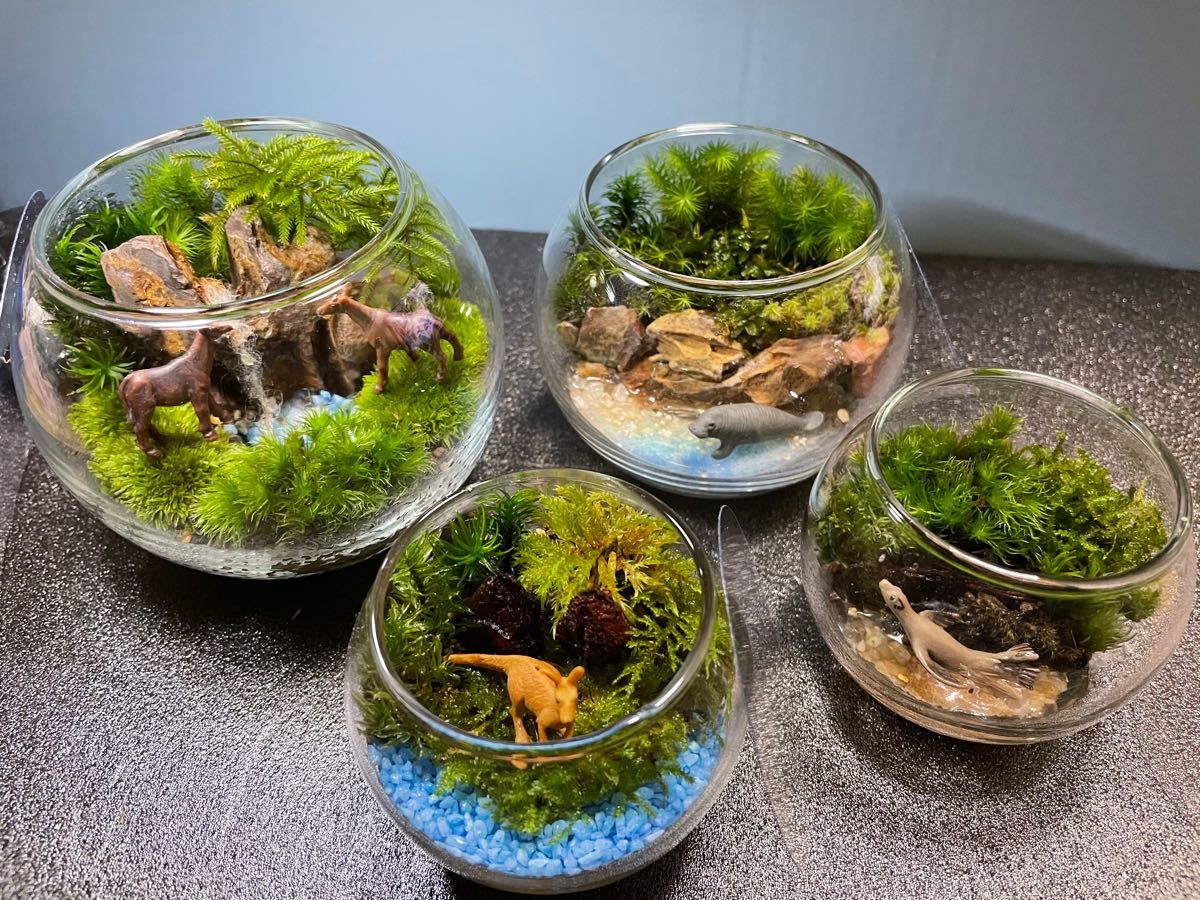 苔テラリウム4個セット 71|Yahoo!フリマ(旧PayPayフリマ) 苔テラリウム4個セット 71|Yahoo!フリマ(旧PayPayフリマ)