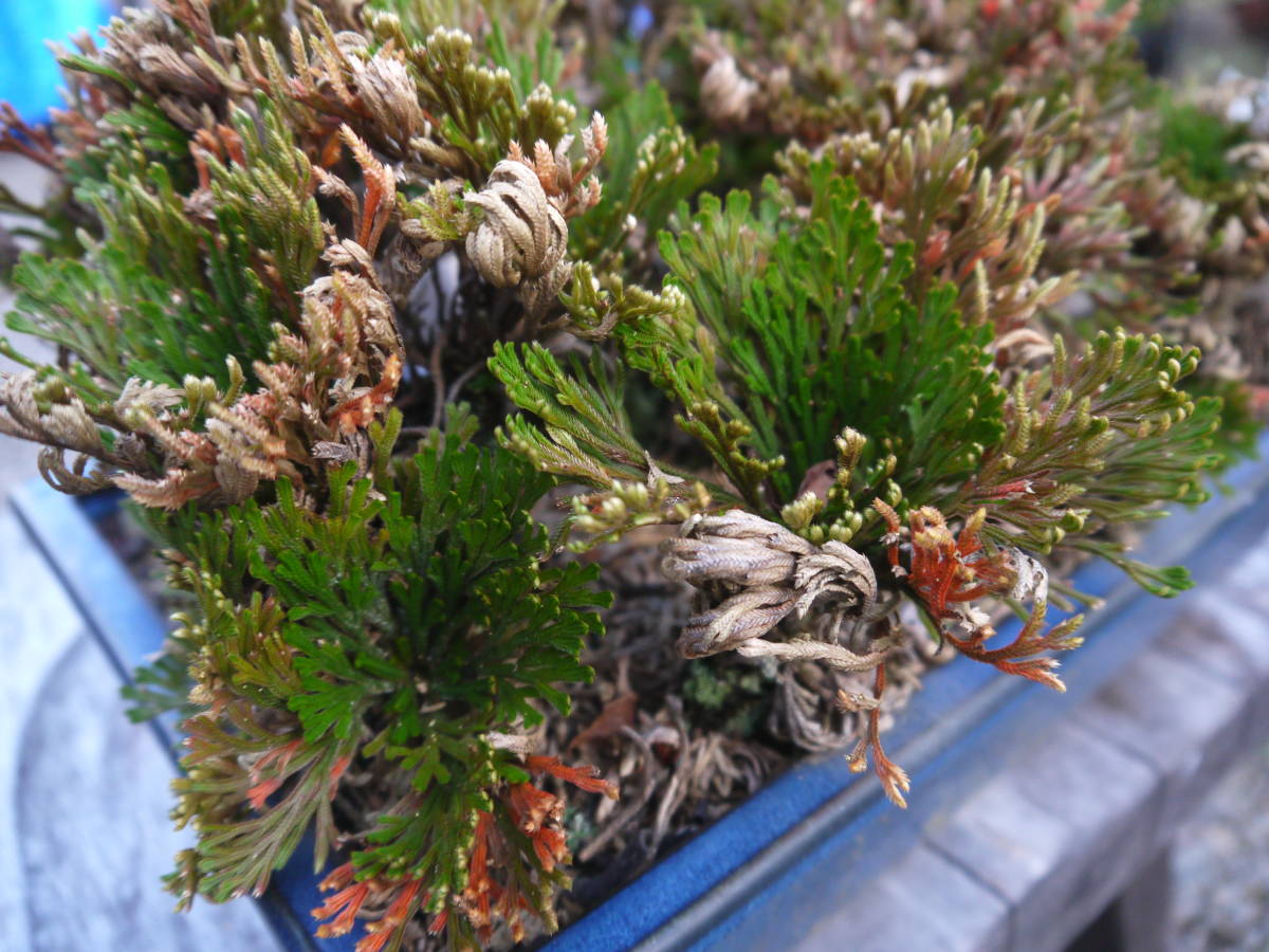 1N12 K】岩松の鉢植え 岩松 イワヒバ 植木鉢 植木 岩松の鉢植え 1N12 K】岩松の鉢植え 岩松 イワヒバ 植木鉢 植木 岩松の鉢植え