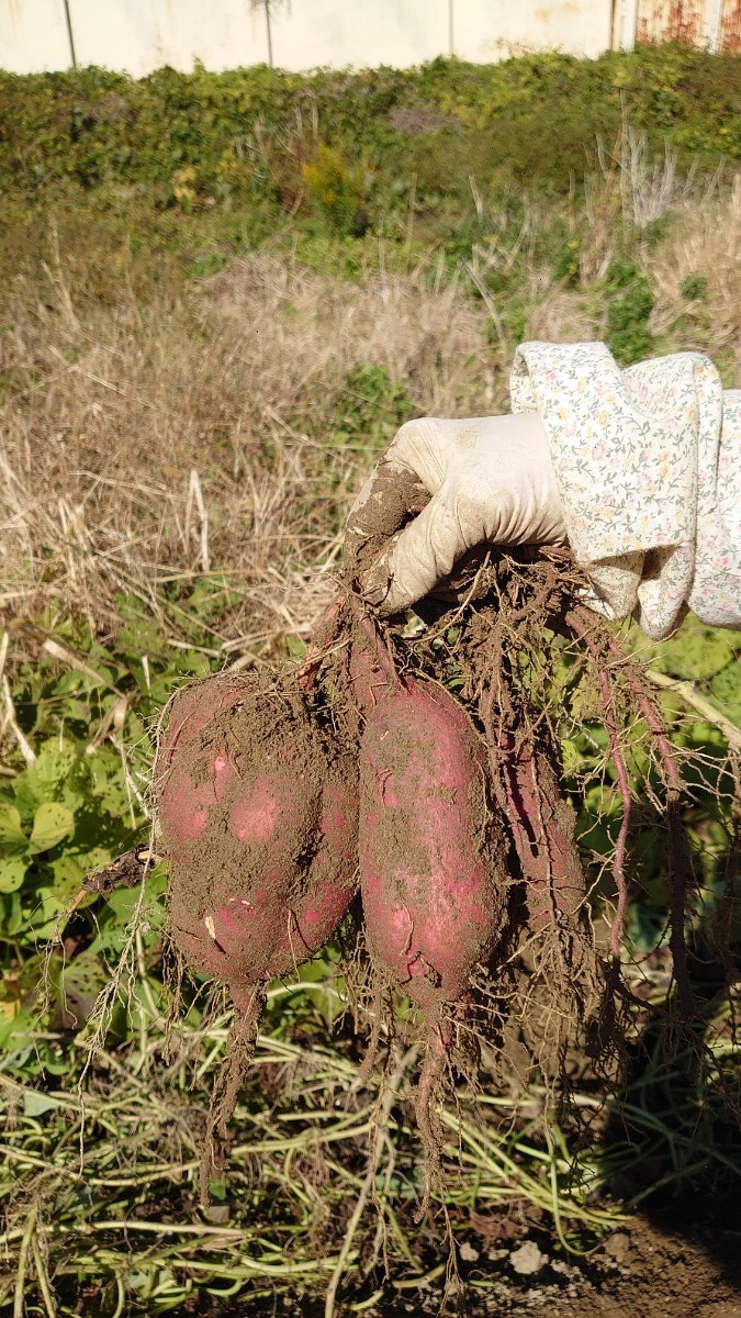 オカンが育てた紅はるか&安納芋 泥付 中小コロコロサイズ 約５キロ詰め 数量限定