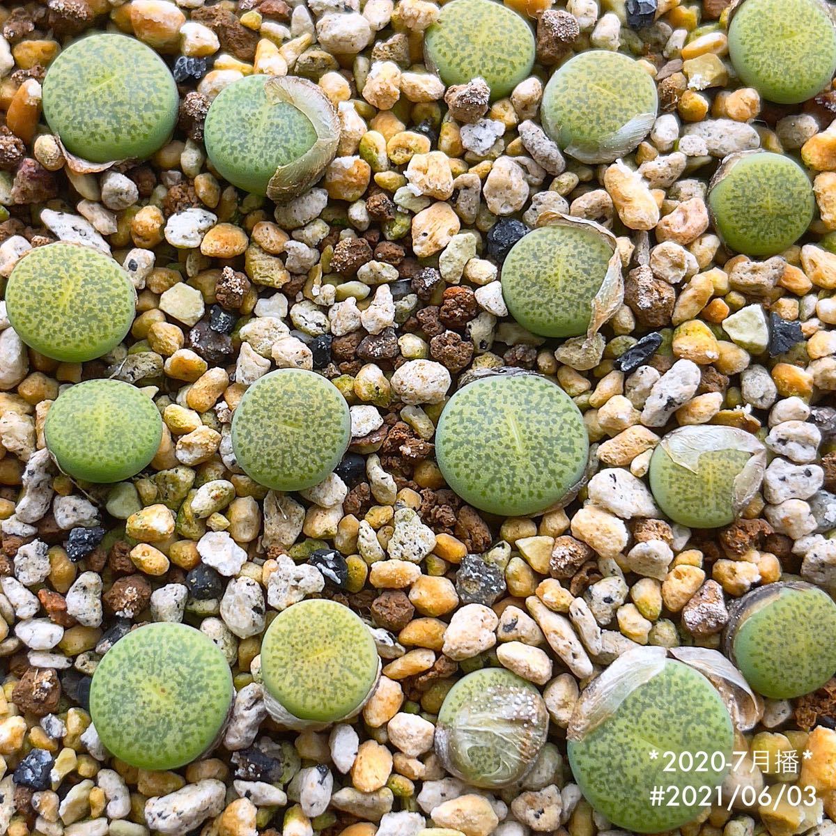 自家採種＊リトープス・ベンターグリーン 緑弁天玉 種子10粒＊多肉植物_画像5