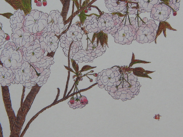 ヤフオク! - はらみちよ、【八重桜】、希少画集画より、状態良好、新品