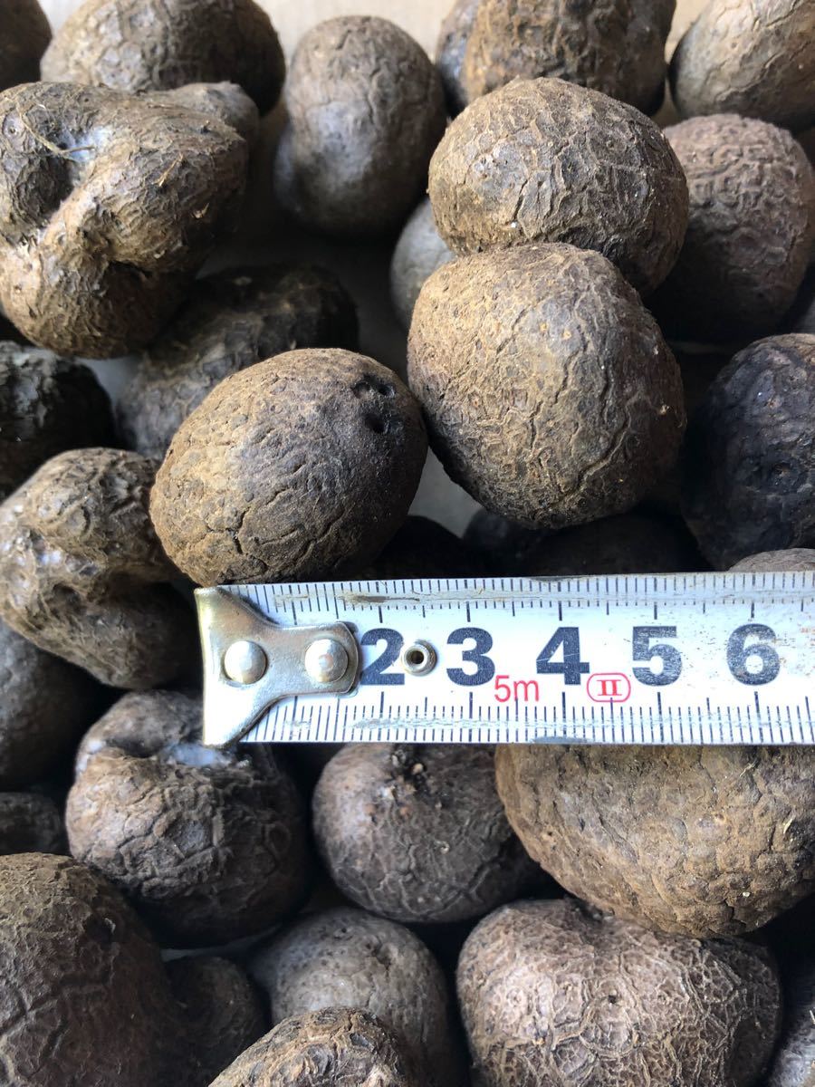 山芋 紫山芋6個 LLサイズムカゴ14個