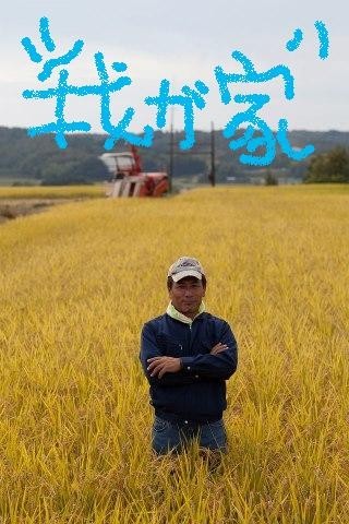 コウノトリ舞い来る村 令和３年産ミルキークイン５K玄米 農薬や化学肥料を使わず栽培！単一農家で混ざりナシ！色彩選・石抜き作業ずみ！_画像2