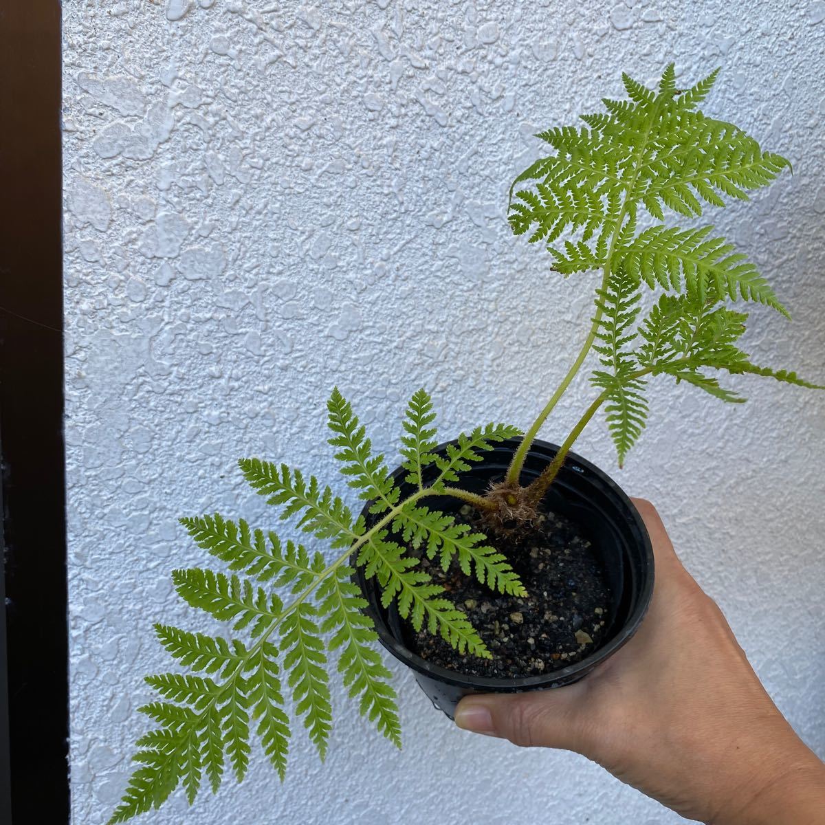 観葉植物 沖縄 シダ類 ヘゴの木