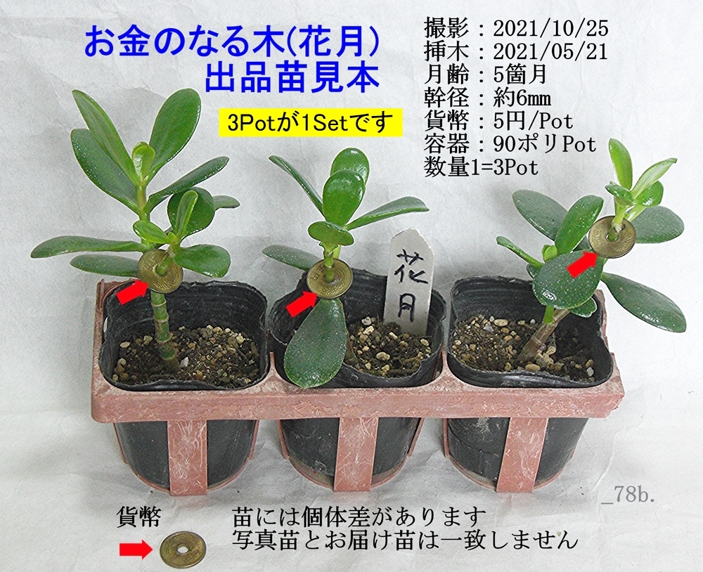 Yahoo!オークション 五円玉付 花月_お金のなる木_3苗Set 即決_送料安... Yahoo!オークション 五円玉付 花月_お金のなる木_3苗Set 即決_送料安...