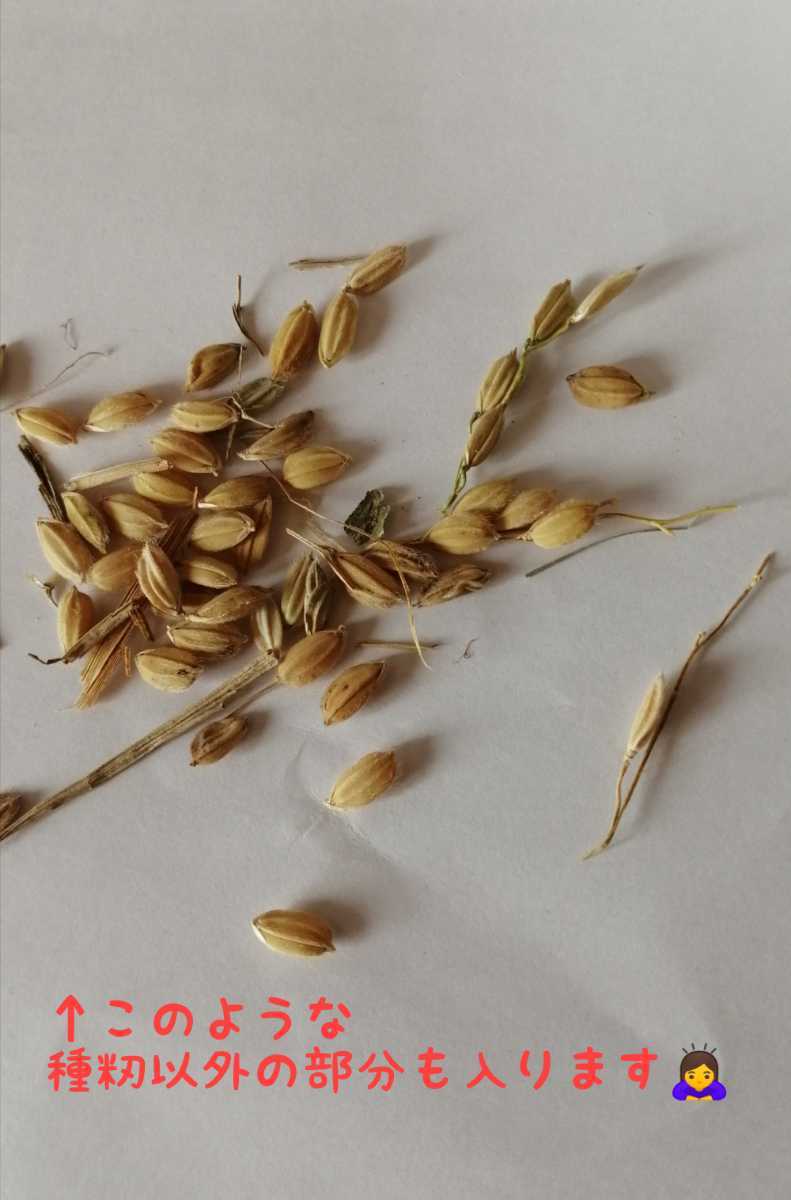 【お家で田んぼ体験】お米の種（種籾）自然農　コシヒカリ　はざかけ米　自家採種_画像8