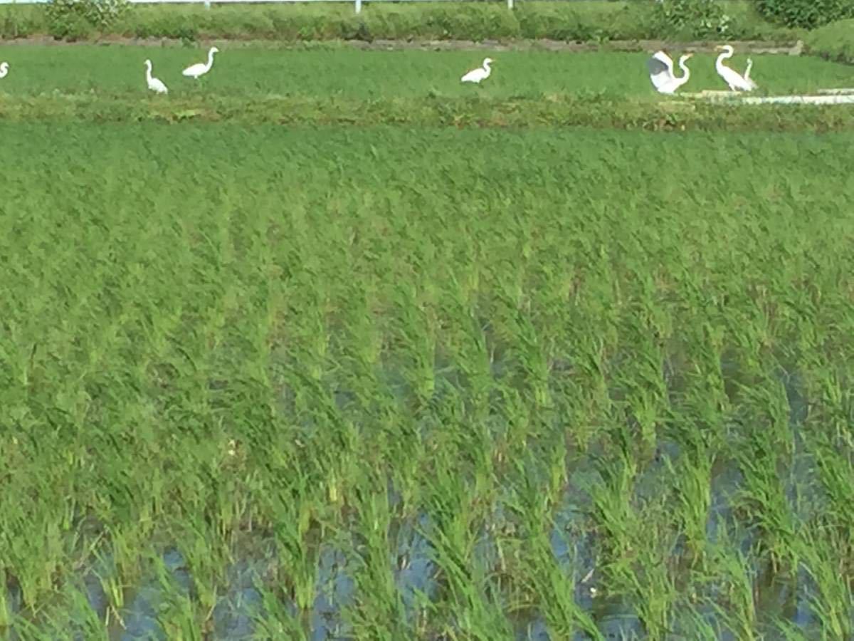 完全無農薬有機栽培 15キロ 『一等米』令和3年 新米 コシヒカリ玄米 美味しい実家のお米 発芽玄米になります！送料無料！_サギ科の鳥がいつも沢山来てます