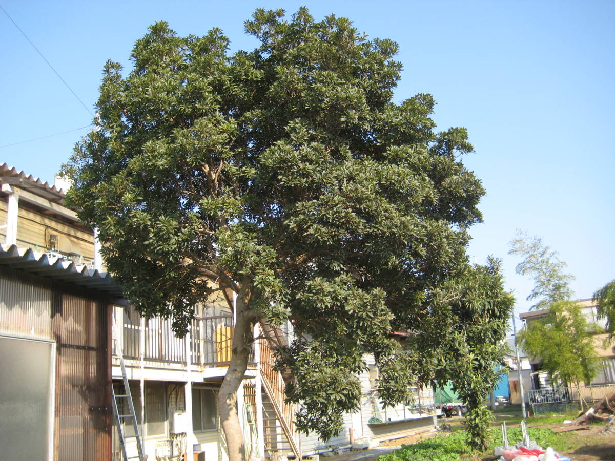 大きなビワの木と不明な木の２本 引き取りのみ千葉県柏市 2