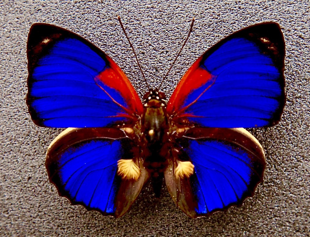 ■外国産蝶標本　アグリアス ファルキドン ルビヤルディ A-♂ ブラジル・アマゾナス州産 野外採集品　(WS11-040)