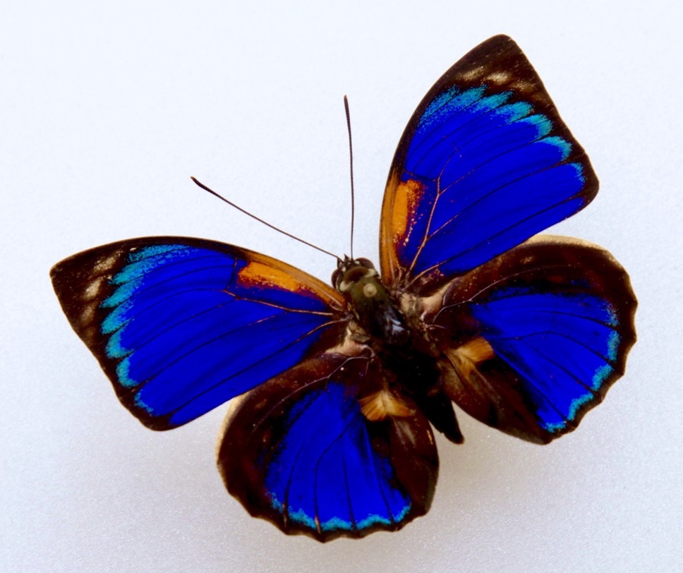 # иностранного производства бабочка образец UGG задний sfaru Kido n viola A f.viridiflavus Brazil *amazonas. производство поле коллекция товар (WS11-043)