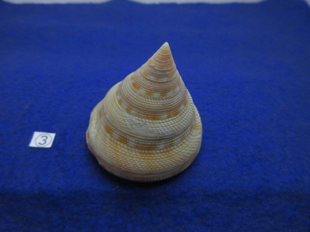 ゴトウオキナエビス(後藤翁戎) 5