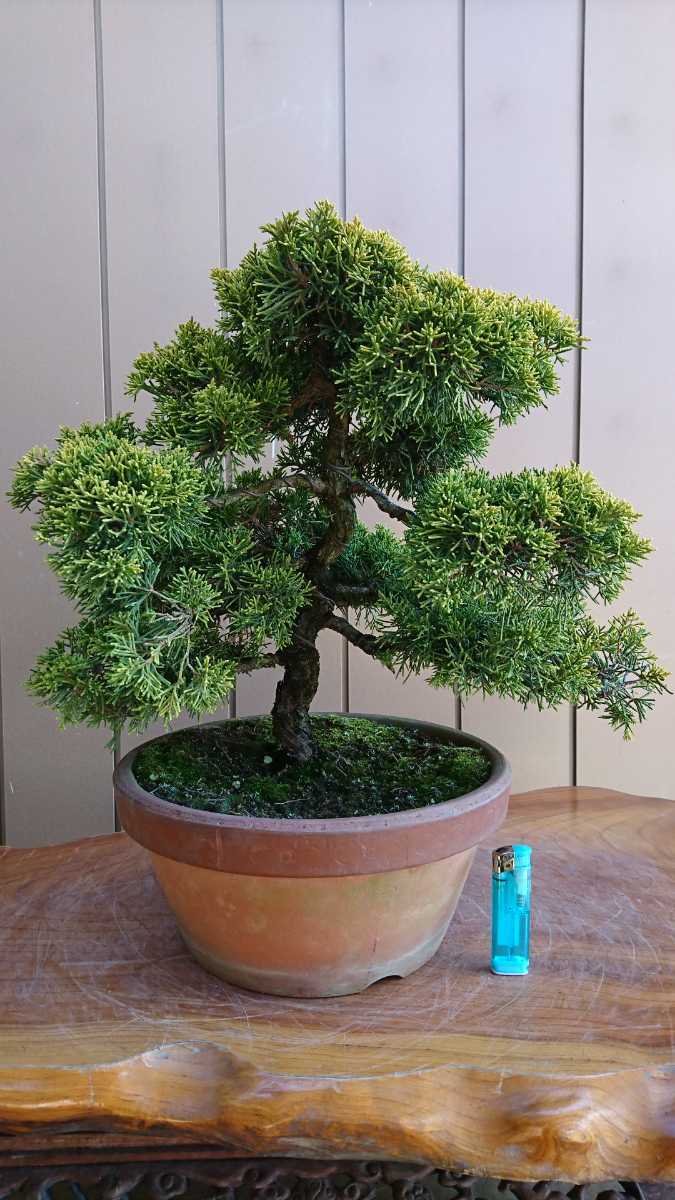  bonsai yellow gold genuine Kashiwa height of tree 35cm