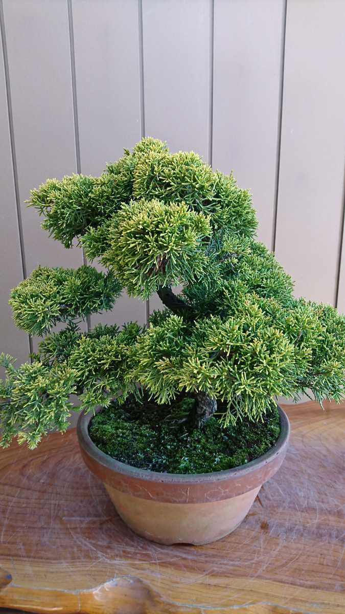  bonsai yellow gold genuine Kashiwa height of tree 35cm