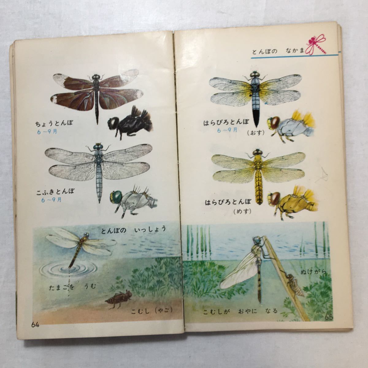 zaa-272♪低学年のポケットずかん1『むし』井上寛(監修) 学習研究社　1969年_画像5