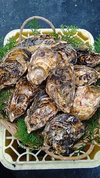 マル勇水産 伊勢志摩 名産 浦村牡蠣　生食可　Mサイズ　殻付き70個セット　カキ かき 牡蠣 お取り寄せ oyster おうち時間_画像1