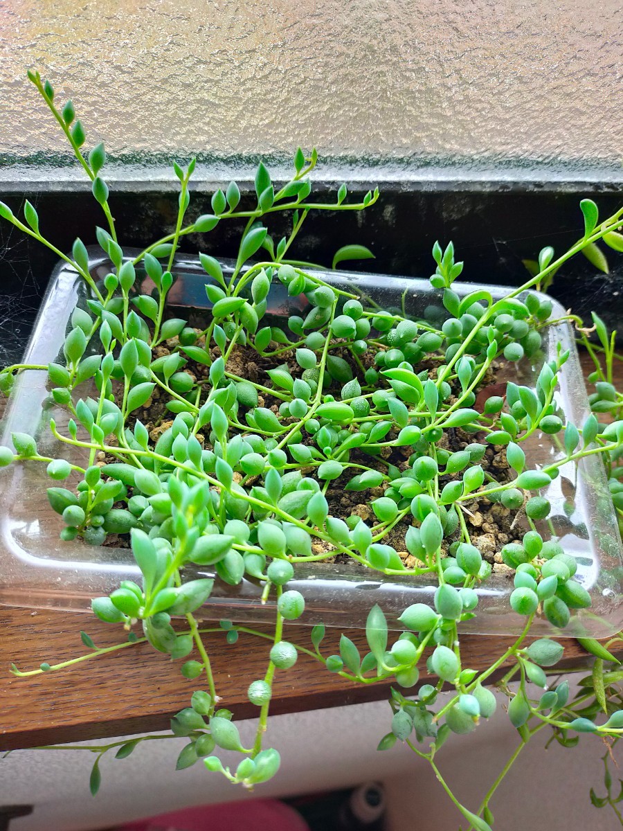 Paypayフリマ 三日月ネックレス 多肉植物 Paypayフリマ 三日月ネックレス 多肉植物