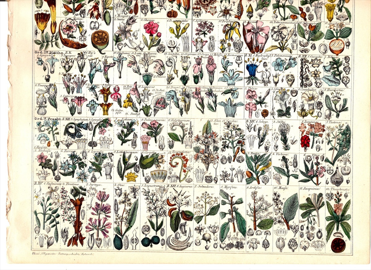 1843年 Oken 博物図鑑 手彩色 鋼版画 大判 ムシトリスミレ タヌキモ オリーブ ハマウツボ スタペリア アカンサスなど多種 食虫植物_画像5
