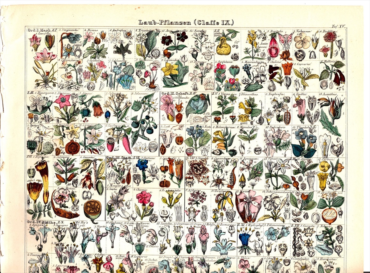 1843年 Oken 博物図鑑 手彩色 鋼版画 大判 ムシトリスミレ タヌキモ オリーブ ハマウツボ スタペリア アカンサスなど多種 食虫植物_画像2