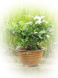 盆栽 観葉植物 人気 母の日ギフト お花からいい香り 八重咲きのクチナシ 花鉢_画像1