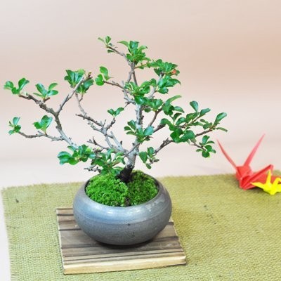 2022 盆栽観葉植物人気盆栽妙枝振りの良い長寿梅の盆栽幅22cm×樹高20cm