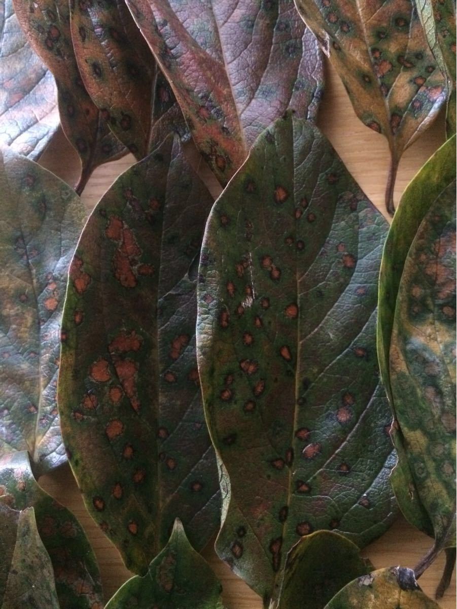 柿の葉 60枚以上 メダカの越冬用 無農薬 かき カキ