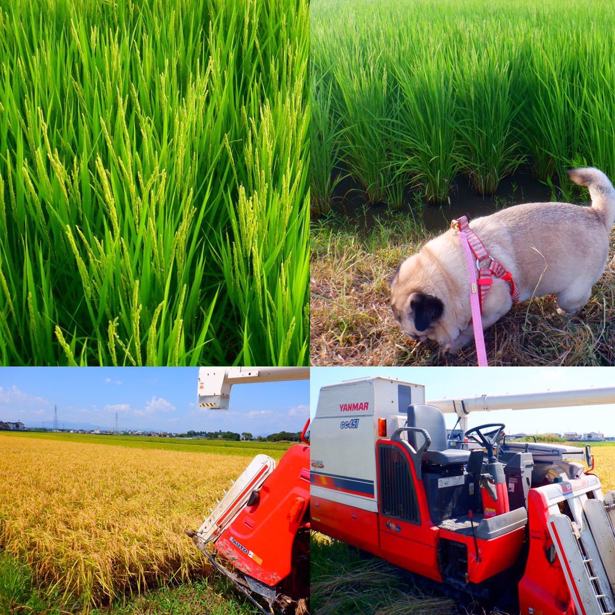 減農薬米 令和３年新米　三重県産コシヒカリ　玄米１０キロ 全国送料込_画像6