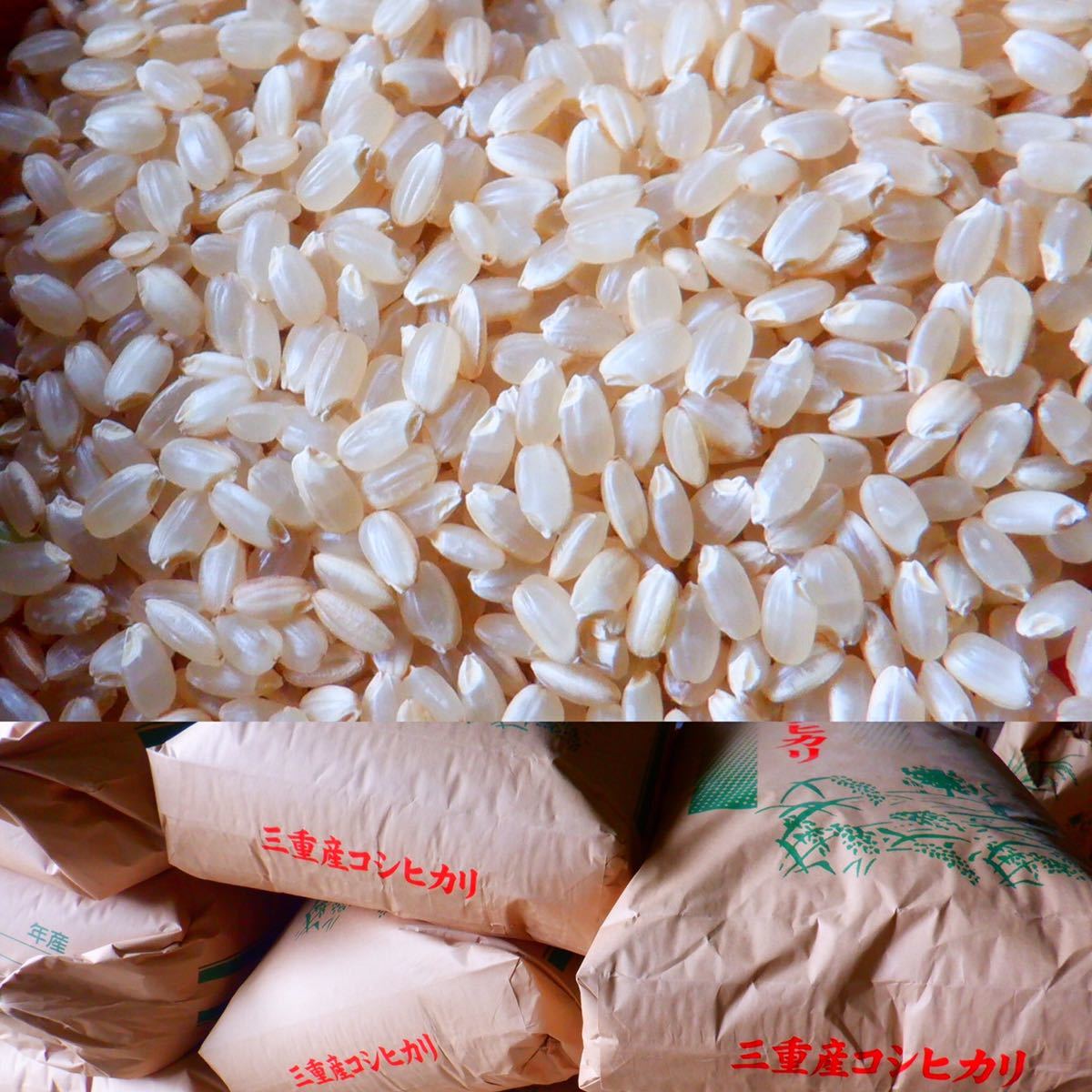減農薬米 令和３年新米　三重県産コシヒカリ　玄米１０キロ 全国送料込_画像10