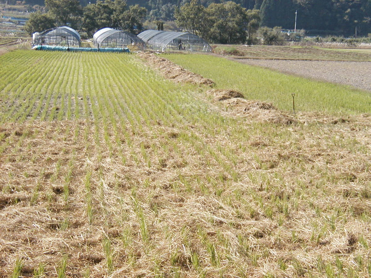 無農薬無肥料　最先端の木村農法のこしひかり新米10㌔　発芽玄米に最適です_肥料はワラのみの自然栽培です