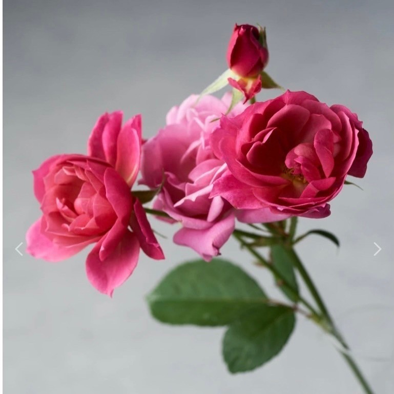 和バラ 切り花品種 あおい 薔薇苗 挿し木苗 和バラ バラ 薔薇 和バラ 切り花品種 あおい 薔薇苗 挿し木苗 和バラ バラ 薔薇