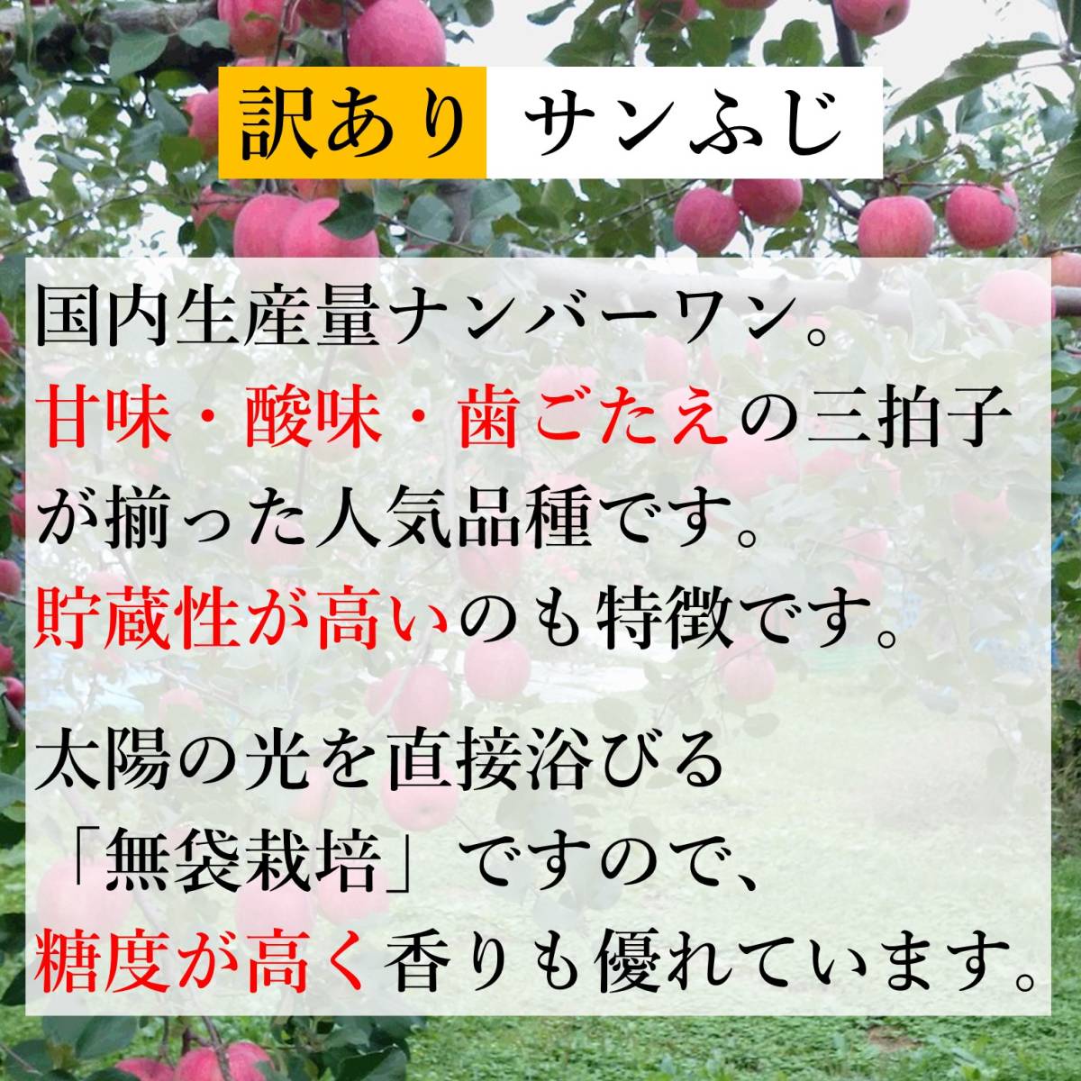 【青森県産】家庭用 訳あり りんご 5kg箱 サンふじ_画像6