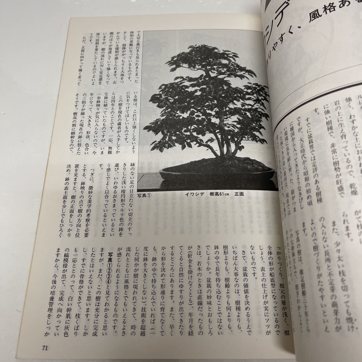 盆栽世界 1986年1月号 草もの盆栽としての笹 日本盆栽作風展 迎春鉢物の作り方_画像5