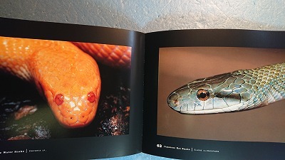 英語動物写真集「Reptilles and Amphibiants爬虫類と両生類」内山りゅう著 Chronicle 1999年