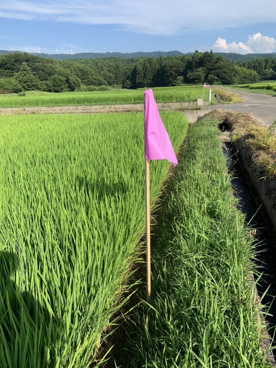 農家直送！令和3年 秋田県産【ひとめぼれ】玄米20kg 減農薬 一等米〈新米〉精米 送料無料！特A地区。_画像6