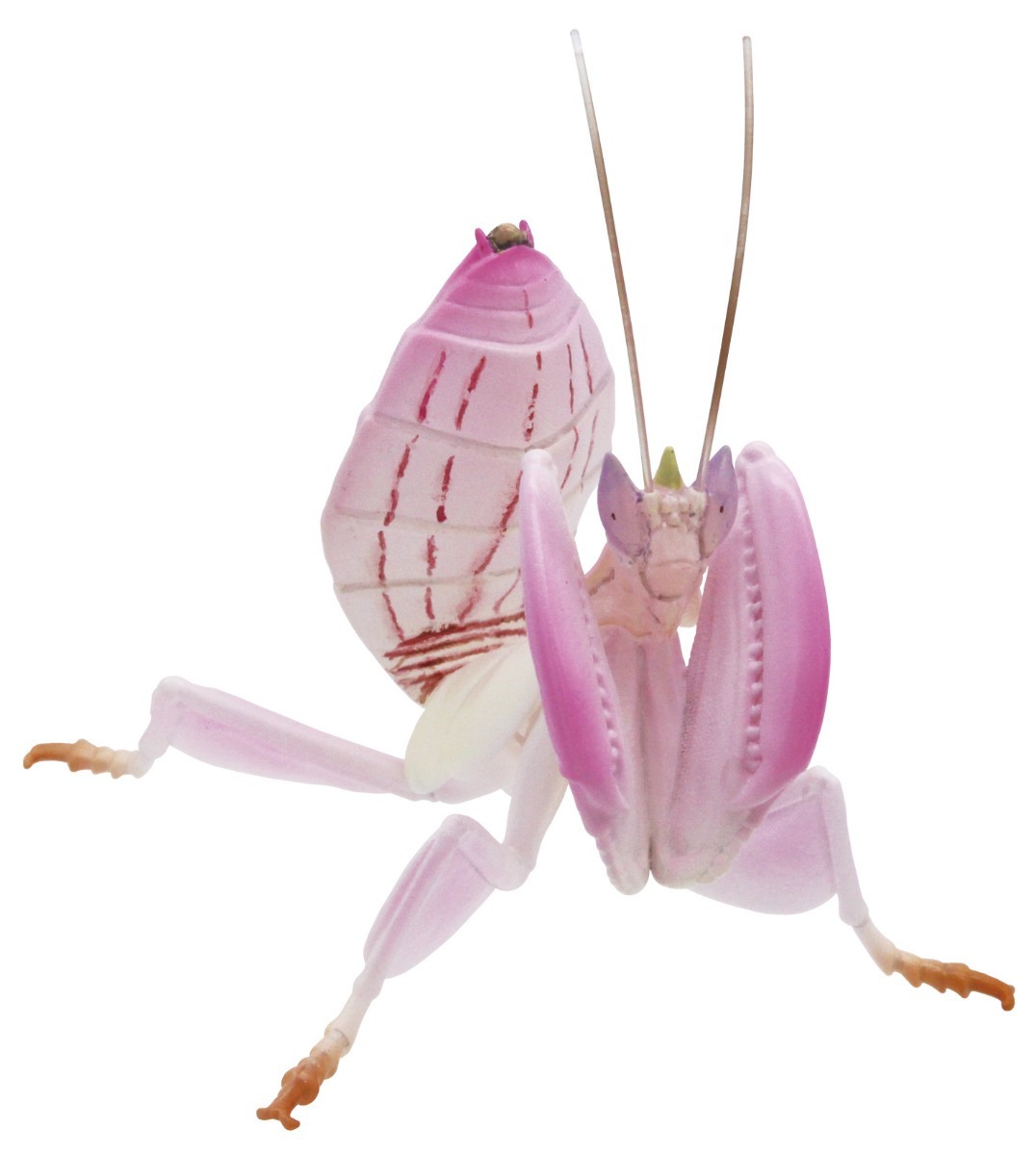 染色絵画 カマキリ 原色図鑑シリーズ 原色擬態昆虫 カマキリ|Yahoo!フリマ(旧