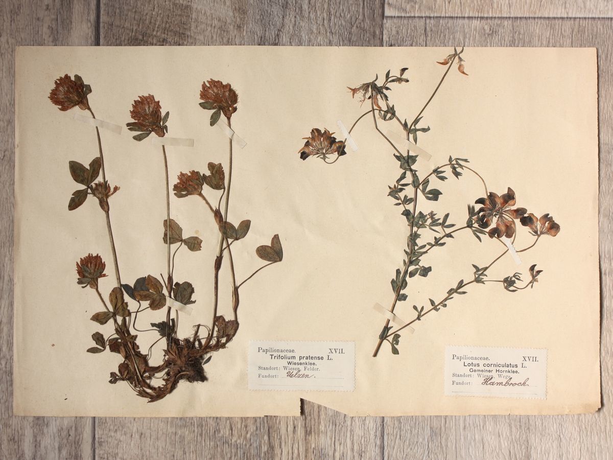 ドイツ 年 古い植物標本 アンティーク ハーバリウム ドライ