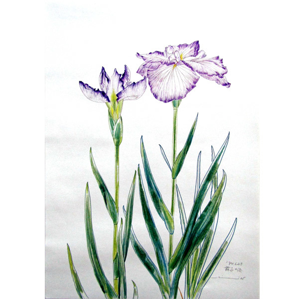 中島千波『花菖蒲・舞子の浜 花の写生12葉より』複製画 中島千波『花菖蒲・舞子の浜 花の写生12葉より』複製画
